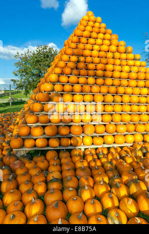 Zucche farm piramide, zucche accatastate, forma aranciata Foto Stock