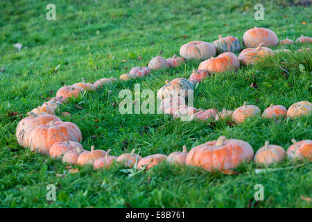 Fattoria di zucca, zucche accatastate in linee sul terreno Foto Stock