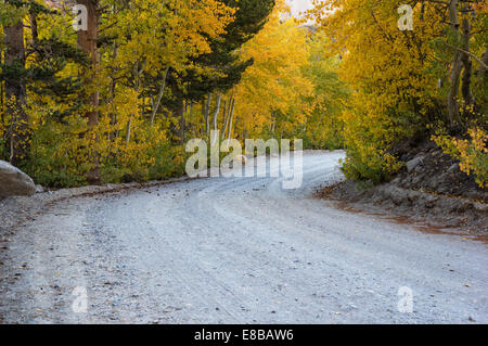 Una ghiaia strada sterrata rivestita con giallo aspen alberi in autunno Foto Stock