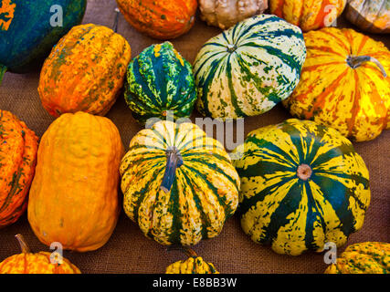 Il famoso zucche di Halloween vi accompagni a fare scherzi e chiedere per tratta Foto Stock