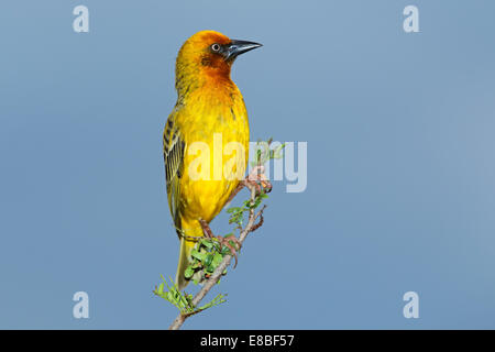 Capo maschio weaver (Ploceus capensis) appollaiato su un ramo contro un cielo blu, Sud Africa Foto Stock