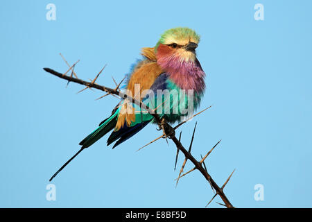 Lilla-breasted rullo (Coratias caudata) appollaiato su un ramo contro un cielo blu, Sud Africa Foto Stock