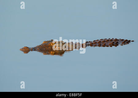 Un coccodrillo del Nilo (Crocodylus niloticus) immerso in acqua, Sud Africa Foto Stock