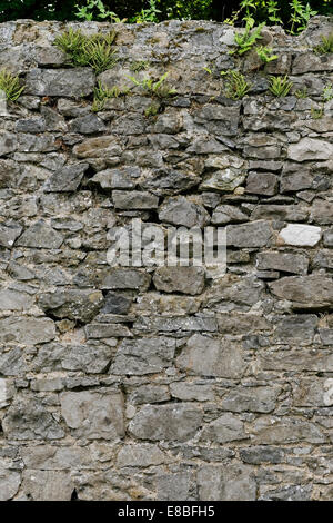 Mortared pietra grigia parete giardino con erbacce crescono fuori di esso. Foto Stock