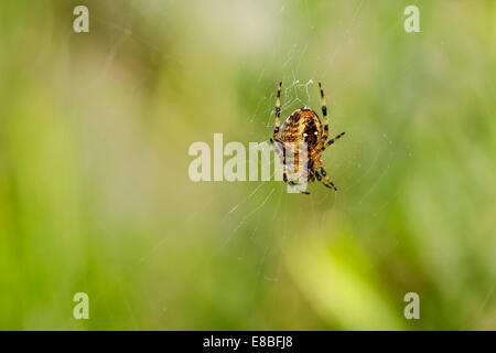 British Garden Spider (Araneus diadematus) nel web, parte inferiore mostra, contro sfocato sfondo verde (formato orizzontale). Foto Stock