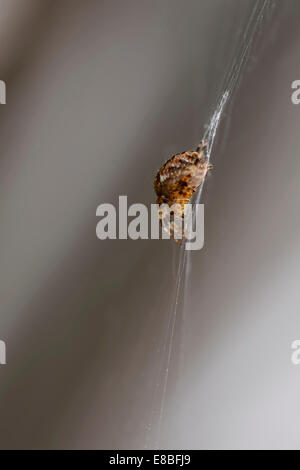 British Garden Spider (Araneus diadematus) nel web, a testa in giù, lato sinistro che mostra, contro uno sfondo grigio; formato ritratto. Foto Stock