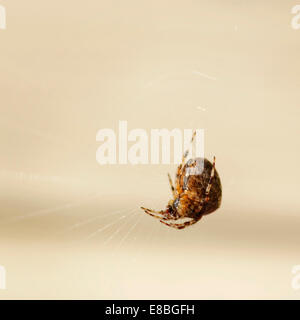 British Garden Spider (Araneus diadematus) nel web, a testa in giù, lato inferiore che mostra, contro crema semplice sfondo (formato quadrato). Foto Stock