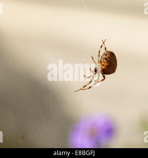 British Garden Spider (Araneus diadematus) strisciando sul web, a testa in giù con il viola aster sfocati sullo sfondo (formato quadrato). Foto Stock