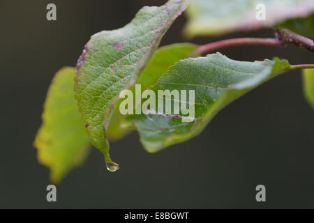Raindrop appesi da melo foglie; grigia sfocata/sfondo grigio Foto Stock