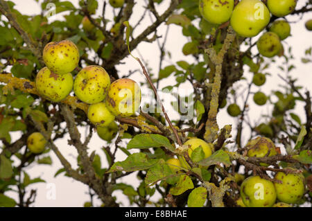 Malus sylvestris 'Europea Crab Apple" Foto Stock