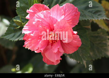 Un ibisco rosa fiore che cresce su un albero in Cotacachi, Ecuador Foto Stock