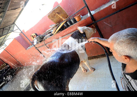 Urfa, Turchia. 4 Ott 2014. I musulmani in Turchia celebrerà la festa del sacrificio l'Eid Al Adha a partire dal 4 ottobre 2014. Durante i 4 giorni di celebrazione il bestiame viene sacrificato e la carne è condivisa con i poveri nella festa del sacrificio. Il procedimento di macellazione è il metodo utilizzato per tutte le carni per la legge islamica, swift per causare la minor quantità di sofferenza all'animale e la preghiera islamica ''nel nome di Dio" è pronunciata. Credito: Gail Orenstein/ZUMA filo/Alamy Live News Foto Stock