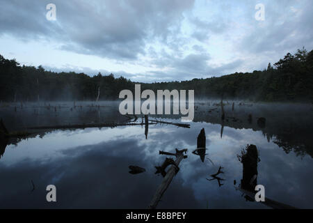 Beaver pond con nebbia rising dall'acqua Foto Stock