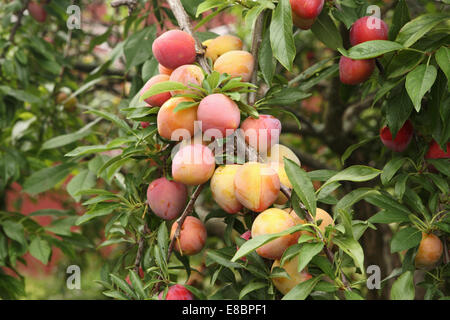 Molto carico prugna a rami di alberi Foto Stock