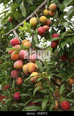 Molto carico prugna a rami di alberi Foto Stock