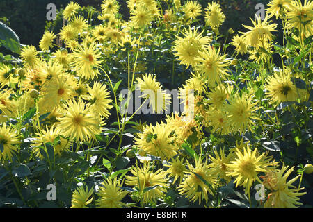 Giardino soleggiato in scena con la Spider crisantemi in fiore Foto Stock