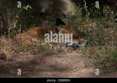 Rotfuchs; schlafender Rotfuchs Foto Stock