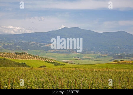 L'Europa, Italia, Toscana, montalicino area e vista del monte Amiata, vigneto Foto Stock