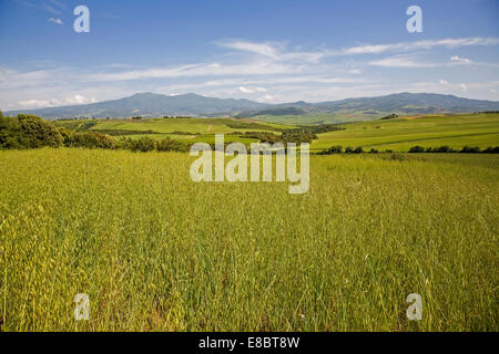 L'Europa, Italia, Toscana, montalicino area e vista del monte Amiata Foto Stock