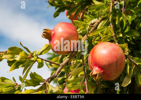 Frutti di autunno: due melagrane su albero Foto Stock