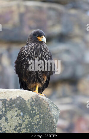 Un caracara striato sul Sealion Isola, Isole Falkland Foto Stock