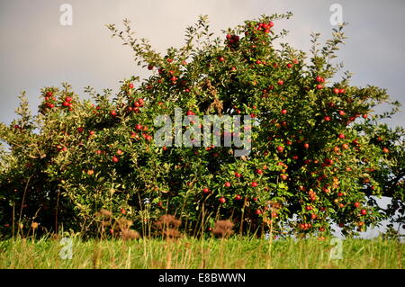 Lenox, Massachusetts: Meli laden con la maturazione dei frutti a Bartlett's Orchard Foto Stock