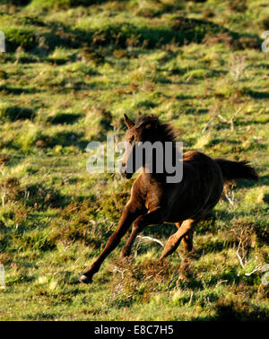 Pony selvatici su Dartmoor puledra puledro intorno al galoppo sulla landa giocando realmente divertimento, movimento veloce Foto Stock