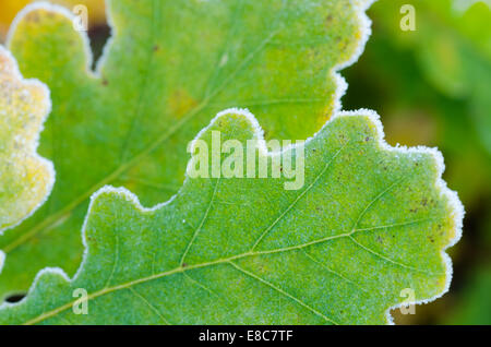 Caduta di foglie di quercia ricoperti di brina Foto Stock