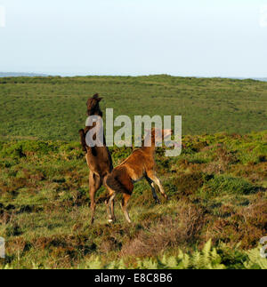 Pony selvatici a Dartmoor, due puledri giocare combattimenti, allevamento di strappi e calci in aria come loro carica intorno, immagine quadrata Foto Stock