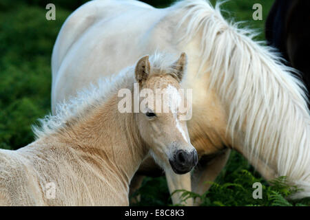 Pony selvatici a Dartmoor, stupendo close up di un davvero carino palomino puledro con un bianco blaze giù il suo volto Foto Stock