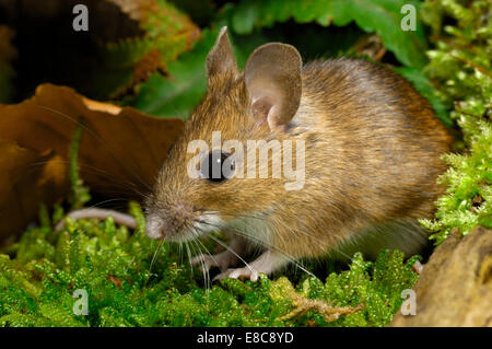 Legno - Mouse Apodemus sylvaticus Foto Stock