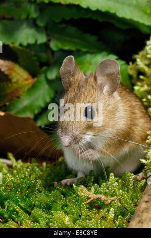 Legno - Mouse Apodemus sylvaticus Foto Stock