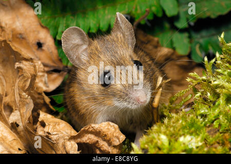 Legno - Mouse Apodemus sylvaticus Foto Stock