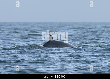 Minke Whale - Balaenoptera acutorostrata Foto Stock