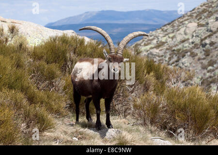 Ibex spagnolo - Capra pyrenaica Foto Stock