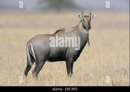 Nilgai - Boselaphus tragocamelus Foto Stock