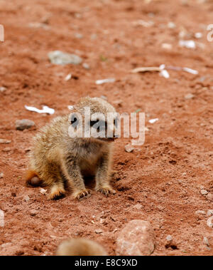 Carino baby Meerkats sono nato in un clan mob o pista di meerkats. Bambinaie guardare dopo di loro quando la famiglia sono alimentazione off Foto Stock