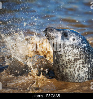 Guarnizione di tenuta del porto ritratto nell'acqua blu sulla soleggiata giornata estiva. I temi degli animali. La fauna selvatica. Messa a fuoco selettiva Foto Stock