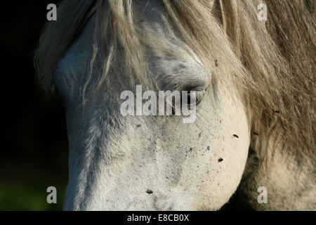 Cavallo grigio la metà di un studio di testa con lunga criniera e ciuffo Foto Stock