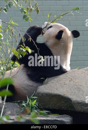 Panda gigante (Ailuropoda melanoleuca) presso lo zoo di Edimburgo a mangiare il bambù. Foto Stock