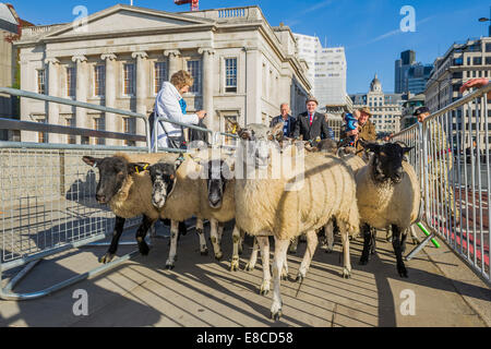 Londra, Regno Unito. 5 Ottobre, 2014. Freemen della City di Londra per esercitare il loro diritto di guidare le pecore attraverso il London Bridge - organizzato dal Venerabile compagnia di Woolmen, è uno di Londra antiche tradizioni che risalgono a più di 800 anni. Questo anno è stato frequentato da Shaun la pecora, precedendo la 'Shaun nella città' arti sentiero proveniente da Londra in primavera 2015. La manifestazione mira non solo a mettere sotto i riflettori su British agnello e lana ma anche per raccogliere fondi per il signore sindaco di appello. Credito: Guy Bell/Alamy Live News Foto Stock