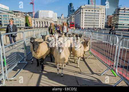 Londra, Regno Unito. 5 Ottobre, 2014. Freemen della City di Londra per esercitare il loro diritto di guidare le pecore attraverso il London Bridge - organizzato dal Venerabile compagnia di Woolmen, è uno di Londra antiche tradizioni che risalgono a più di 800 anni. Questo anno è stato frequentato da Shaun la pecora, precedendo la 'Shaun nella città' arti sentiero proveniente da Londra in primavera 2015. La manifestazione mira non solo a mettere sotto i riflettori su British agnello e lana ma anche per raccogliere fondi per il signore sindaco di appello. Credito: Guy Bell/Alamy Live News Foto Stock