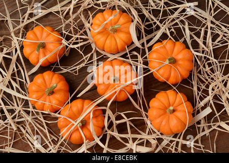 Un gruppo di mini zucche su un legno tavolo rustico sparse con la paglia. Elevato angolo girato nel formato orizzontale. Foto Stock