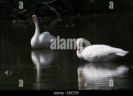 Due cigni Whooper (Cygnus Cygnus) preening piume in un lago Foto Stock