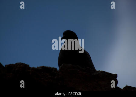 Una colomba si trova in un muro di pietra a Caceres, Estremadura, Spagna, 15 aprile 2014. Foto Stock