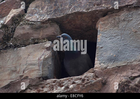 Una colomba si trova in un muro di pietra a Caceres, Estremadura, Spagna, 15 aprile 2014. Foto Stock