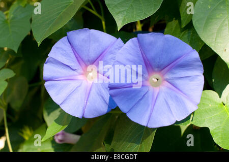 Convolvulus arvense (campo centinodia) centinodia in gloria di mattina (Famiglia Convolvulaceae), nativo di Europa e Asia Foto Stock