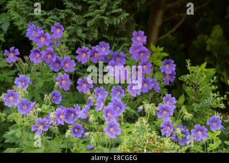 Viola cranesbill (Geranio x magnificum) fiori in un misto di confine giardino anteriore Adel Leeds Inghilterra UK Europa Giugno Foto Stock