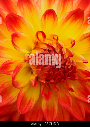 Vivida fiamma e petali di colore arancione della spettacolare semi-cactus dahlia 'cuore d'Oro". Foto Stock