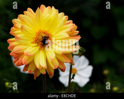 Vivida fiamma e petali di colore arancione della spettacolare semi-cactus dahlia 'cuore d'Oro". Foto Stock